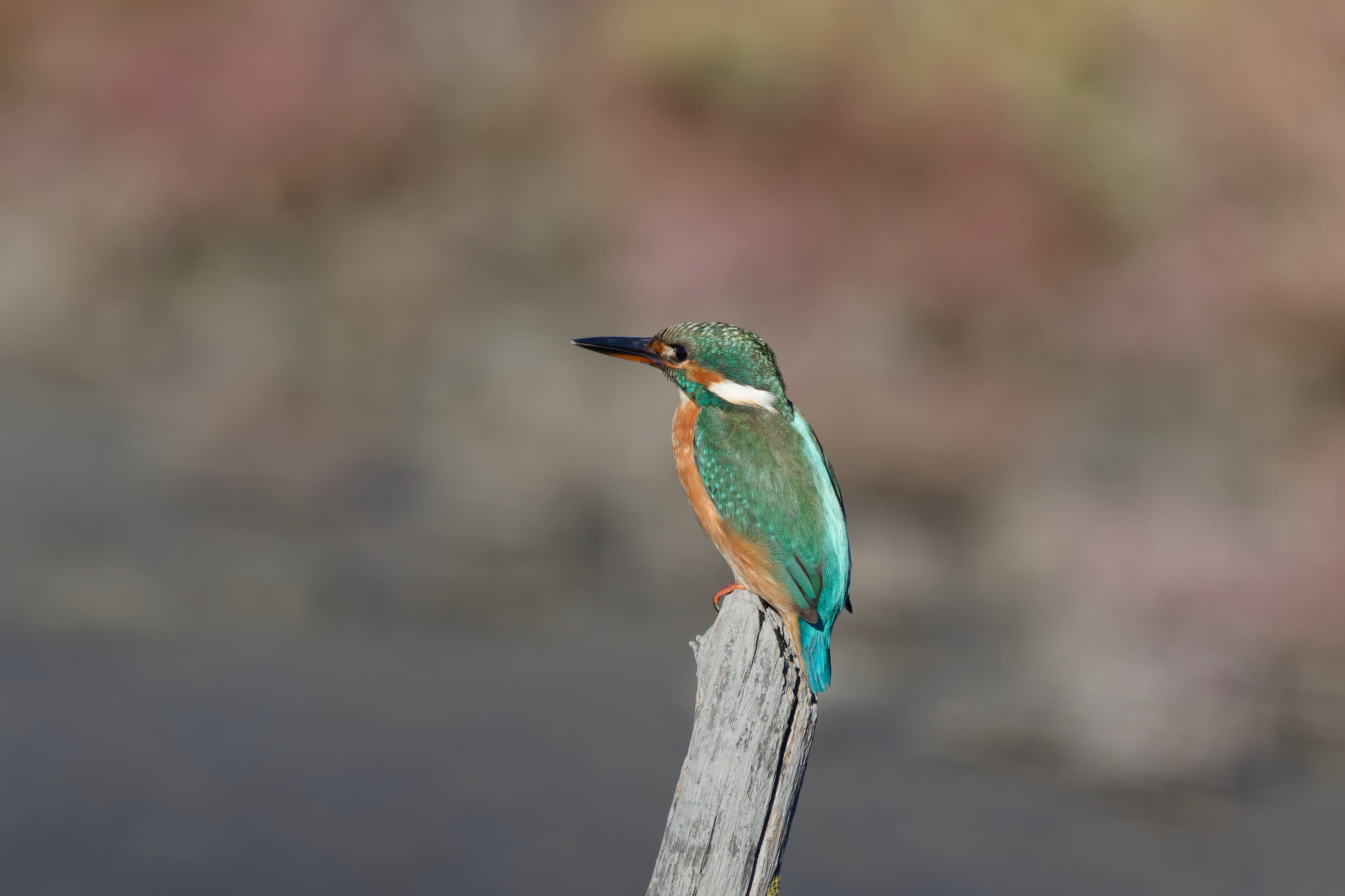 Miniature